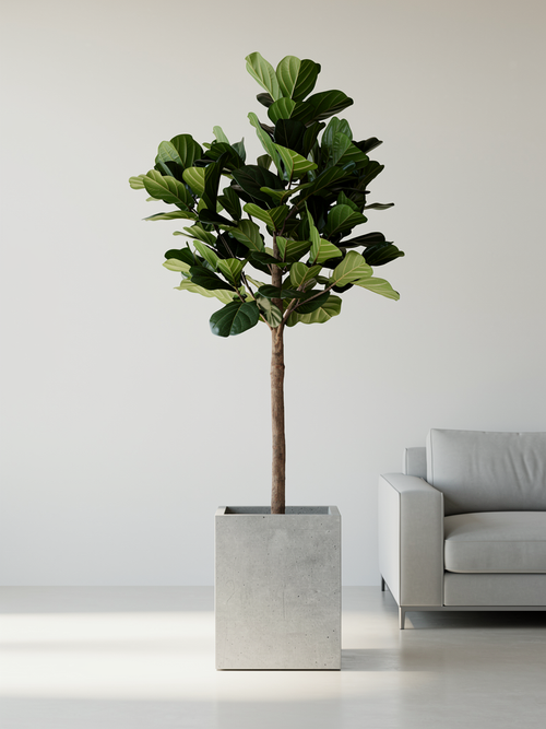 Ficus Lyrata Statment