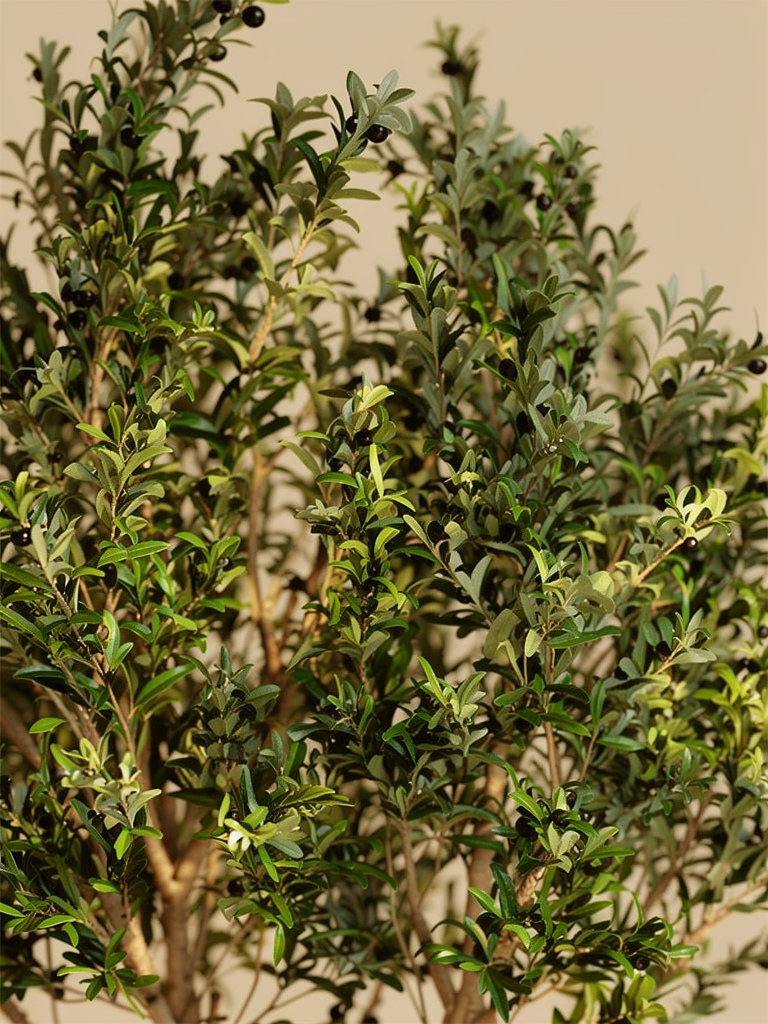 Lijfboom Imperial
