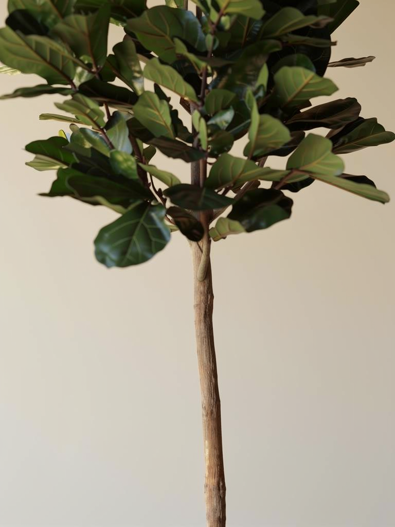 Ficus Lyrata Statment