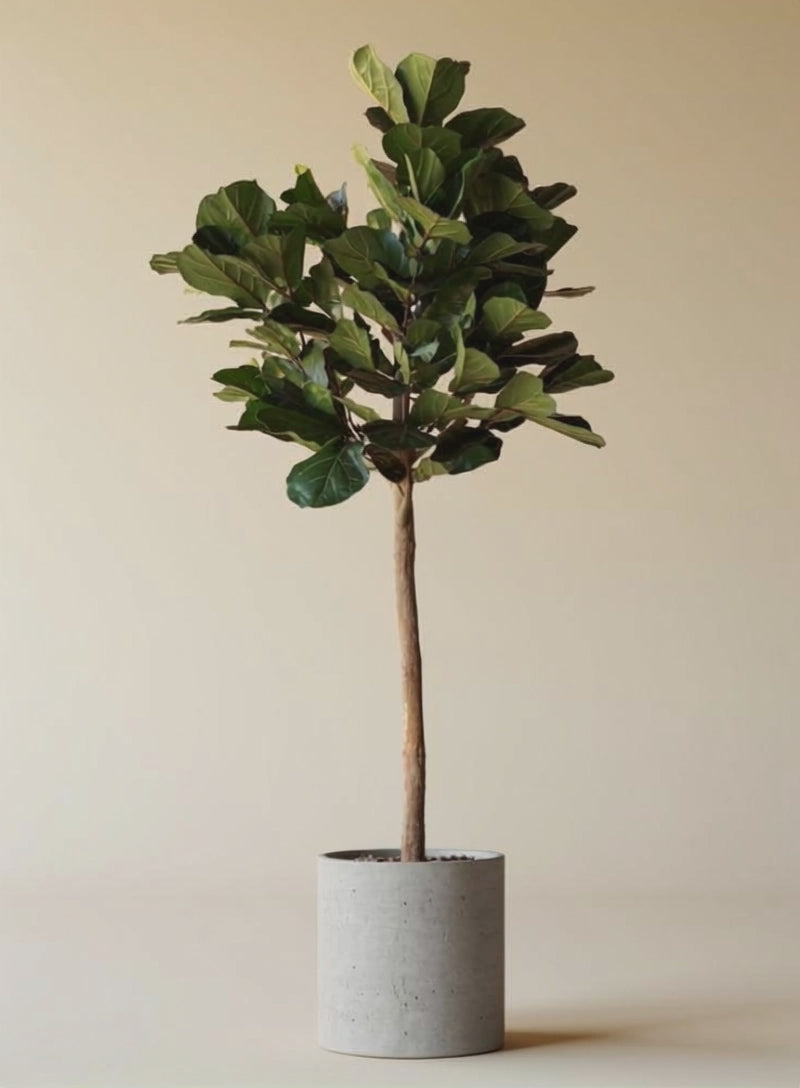 Ficus Lyrata Statment